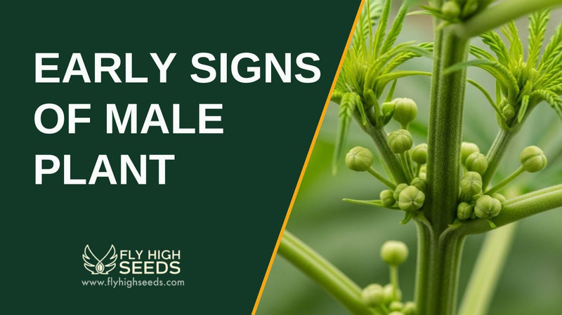 early signs of male plant featured image
