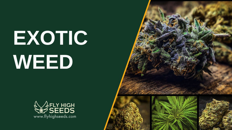 exotic weed featured image