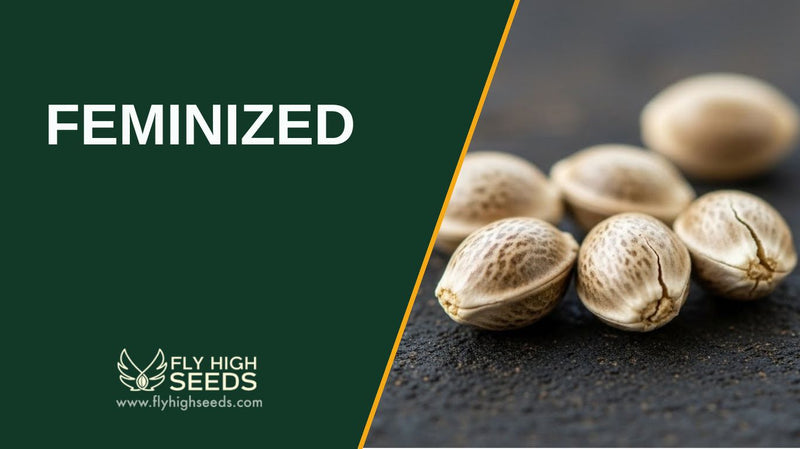 feminized featured image