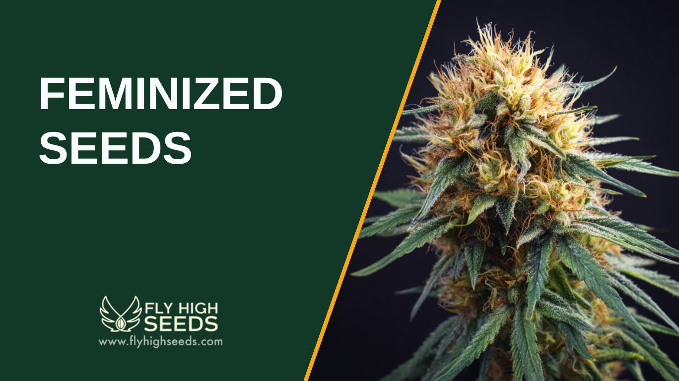 FEMINIZED SEEDS featured image