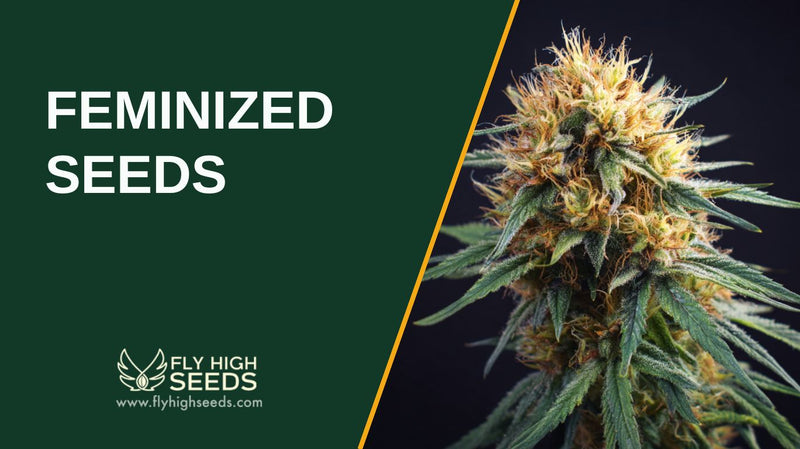 FEMINIZED SEEDS featured image
