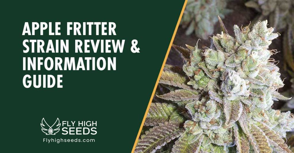 fly high seeds Black and Yellow