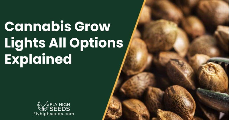 fly high seeds Cannabis Grow Lights All Options Explained