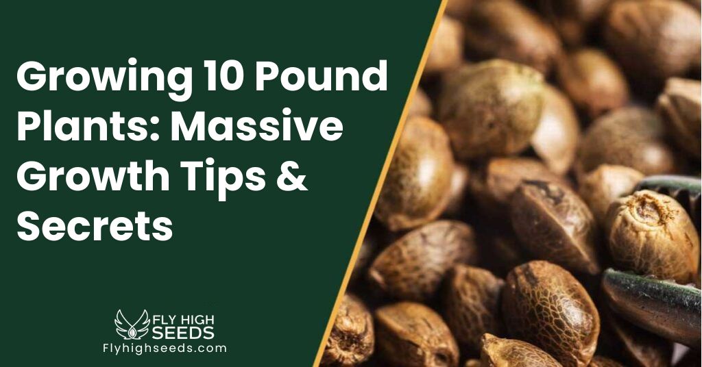 fly high seeds Growing 10 Pound Plants