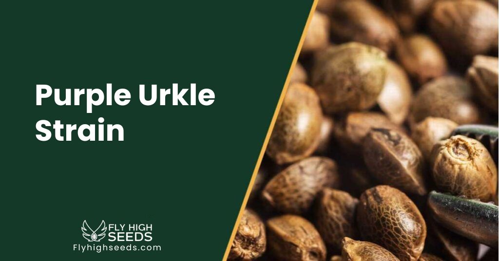 fly high seeds Purple Urkle Strain