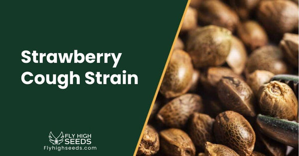 Strawberry Cough Strain