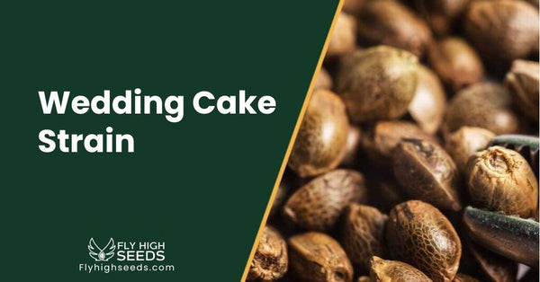 Wedding Cake Strain