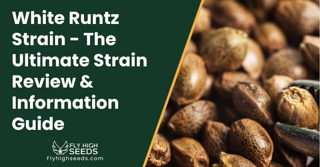 fly high seeds White Runtz Strain