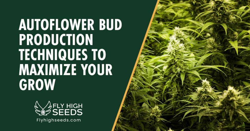 fly high seeds auto flower bud production