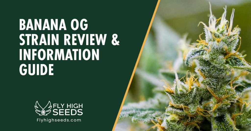 fly high seeds banana og