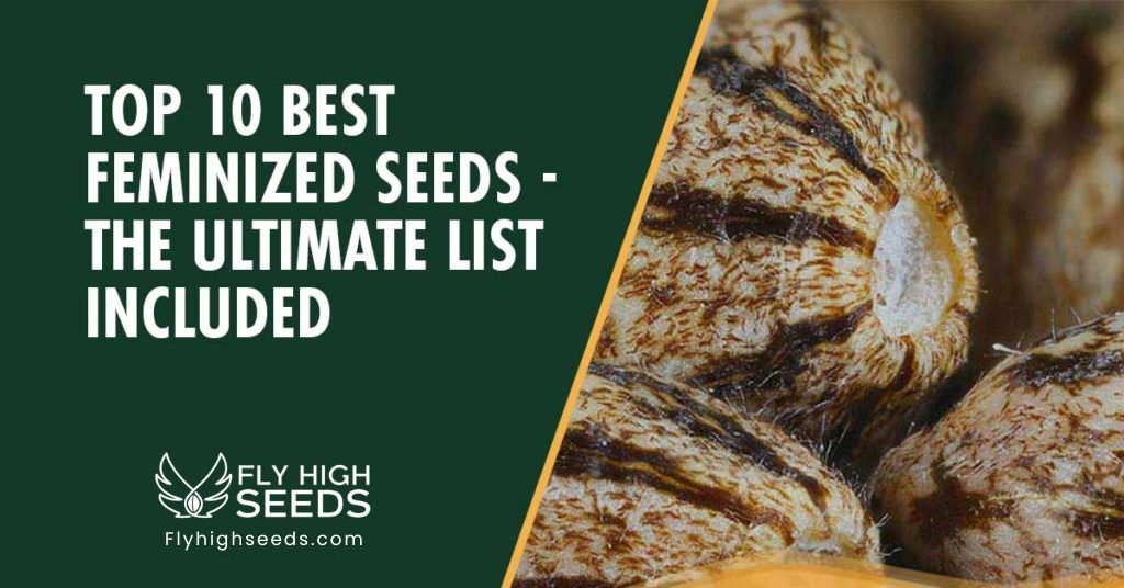 fly high seeds best feminized seeds