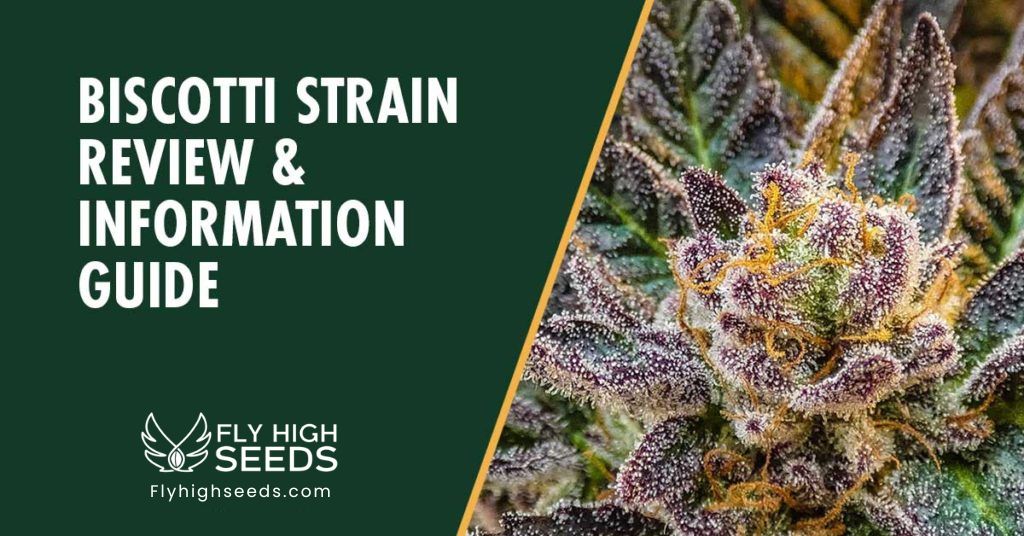 Biscotti Strain - The Ultimate Strain Review & Information Guide