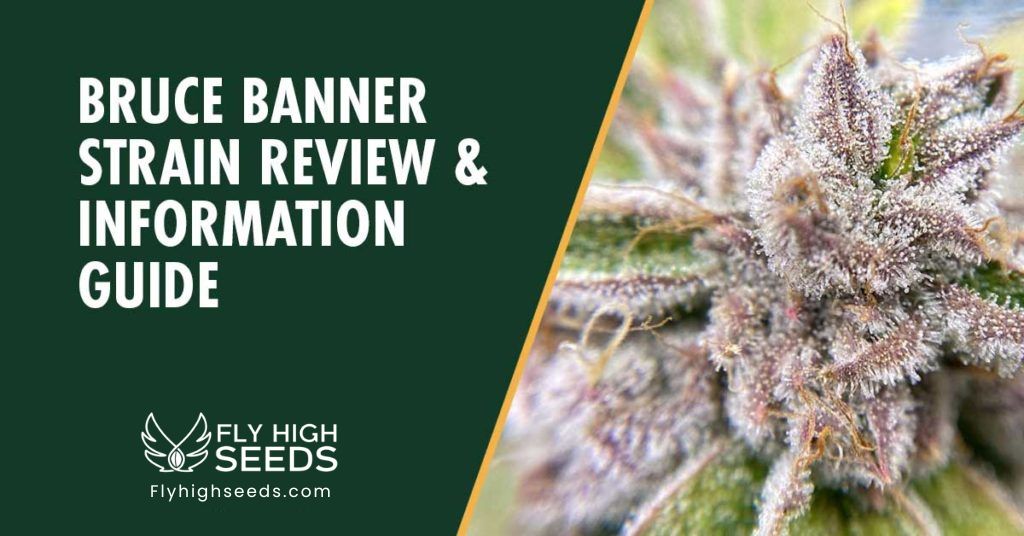 Bruce Banner Strain - The Ultimate Strain Review & Information Guide