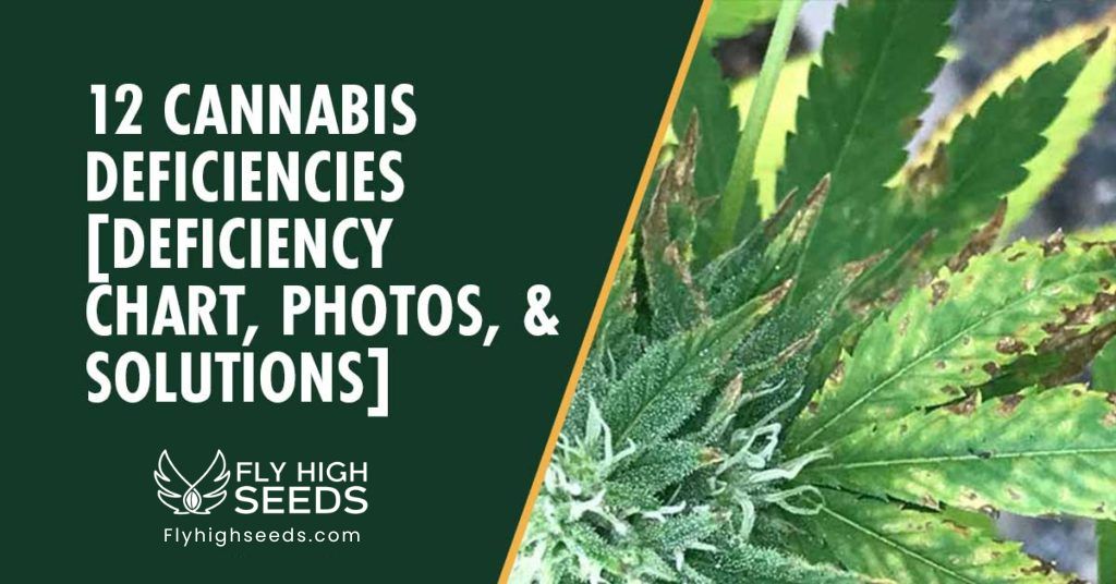 fly high seeds cannabis deficiency