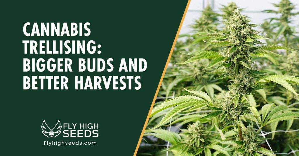 fly high seeds cannabis trellising