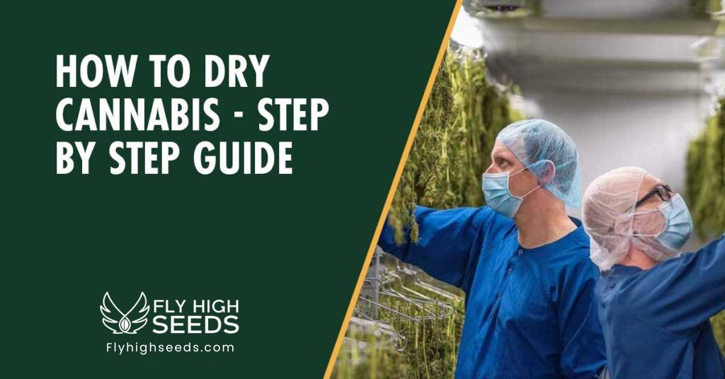fly high seeds drying cannabis