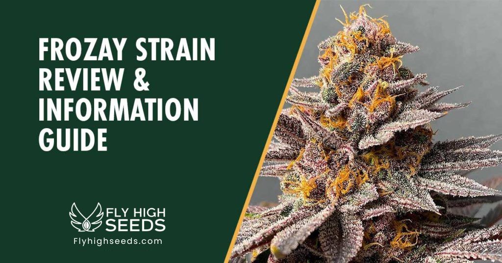 fly high seeds frozay