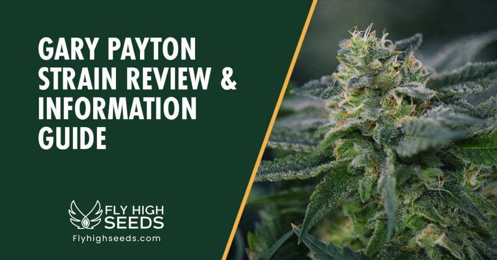 fly high seeds gary payton