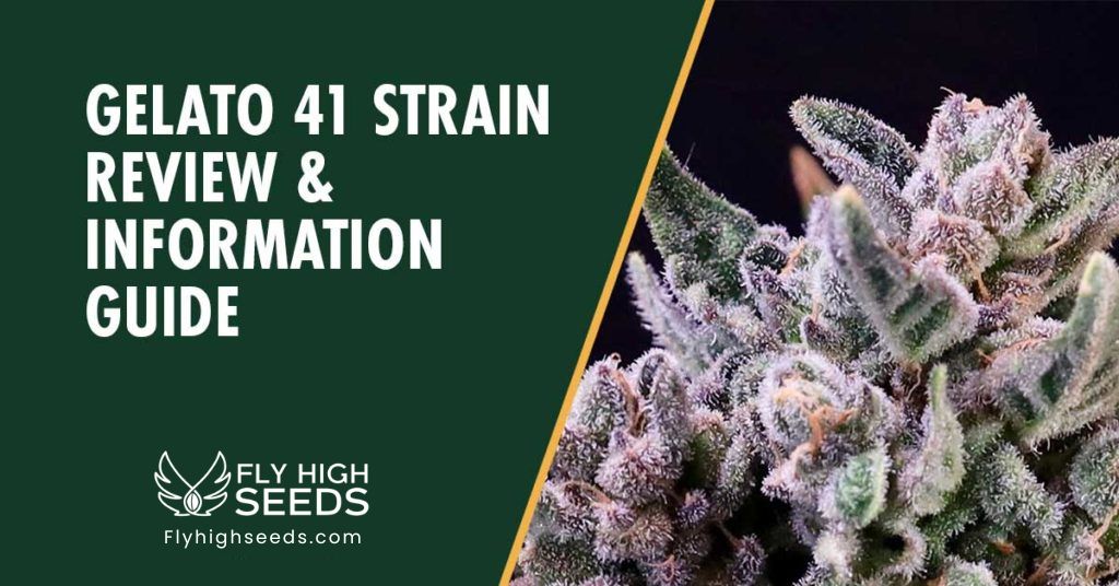 fly high seeds gelato 41 strain