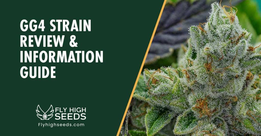 fly high seeds gg4 weed