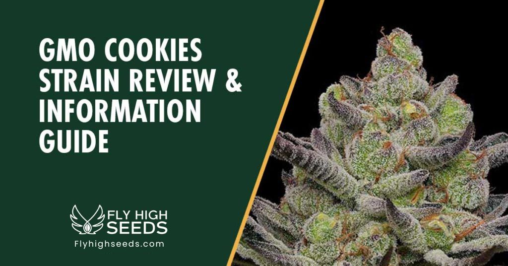 fly high seeds gmo cookies