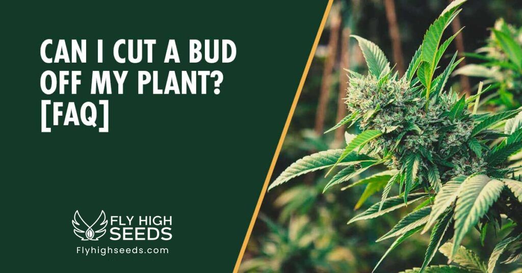 fly high seeds guides can i cut a bud off my plant