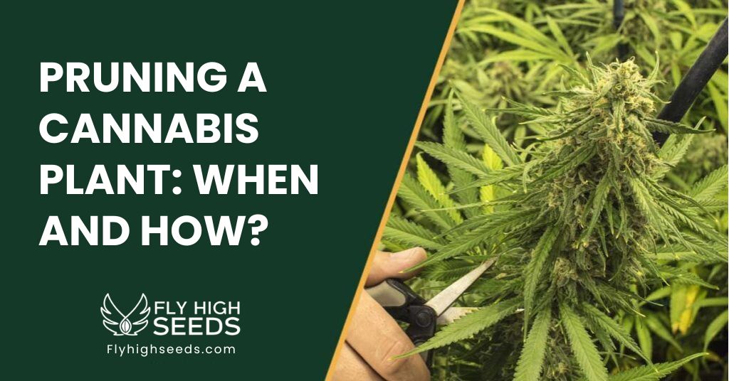 fly high seeds guides pruning a cannabis plant