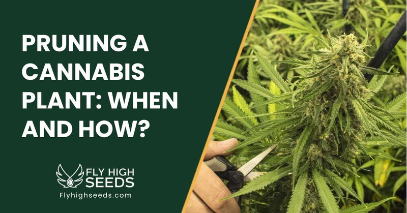 fly high seeds guides pruning a cannabis plant