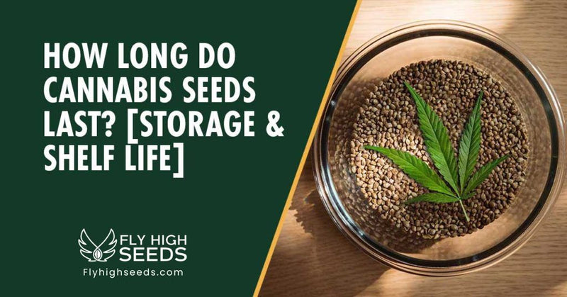 fly high seeds how long do cannabis seeds last