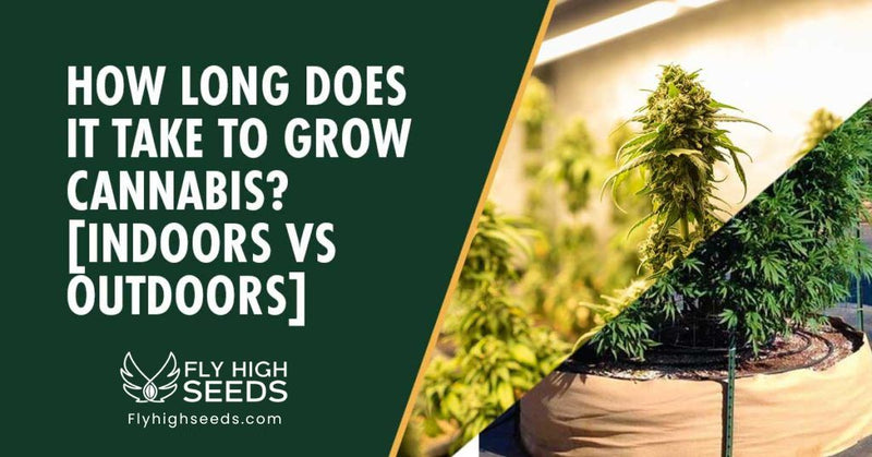 fly high seeds how long does it take to grow weed