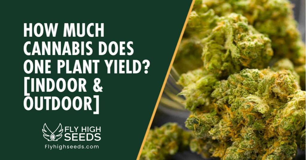 fly high seeds how much cannabis does one plant yield