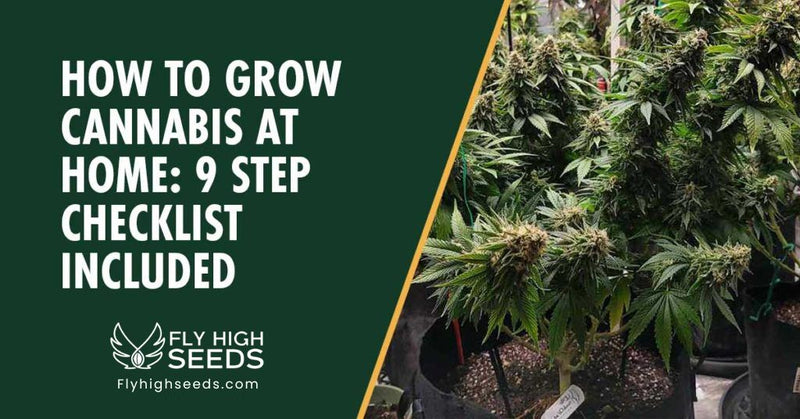 fly high seeds how to grow cannabis at home