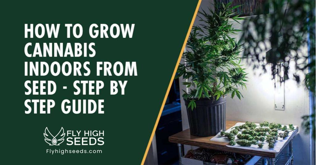 fly high seeds how to grow weed indoors