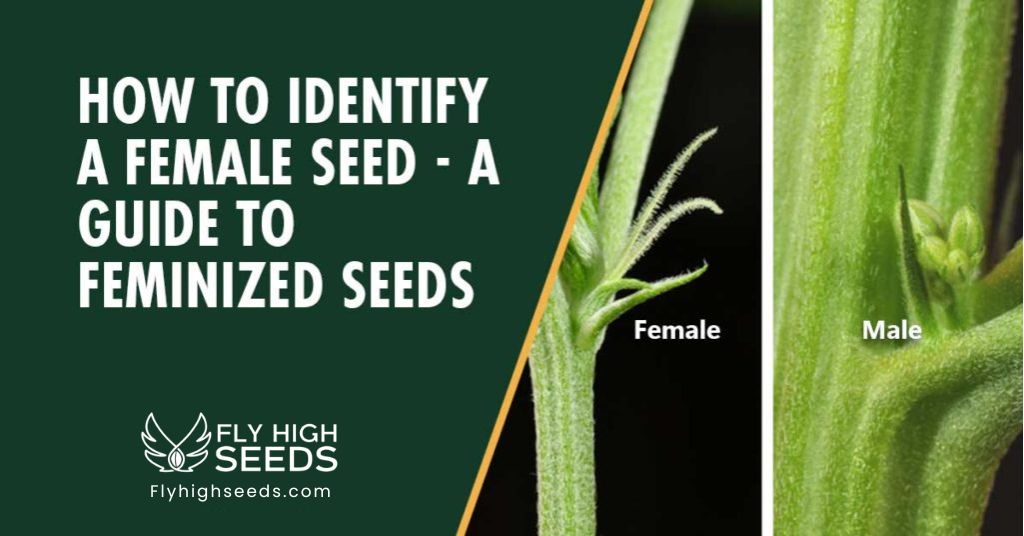 fly high seeds how to identify a female seed