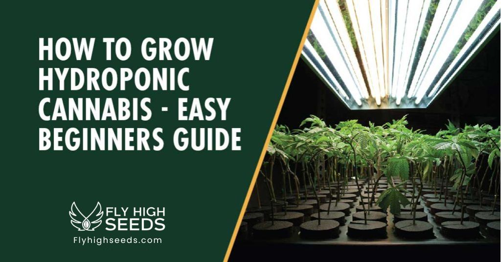 fly high seeds hydroponic weed