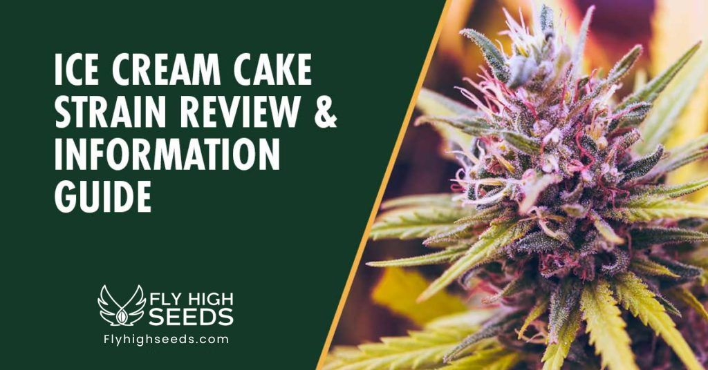 fly high seeds ice cream cake