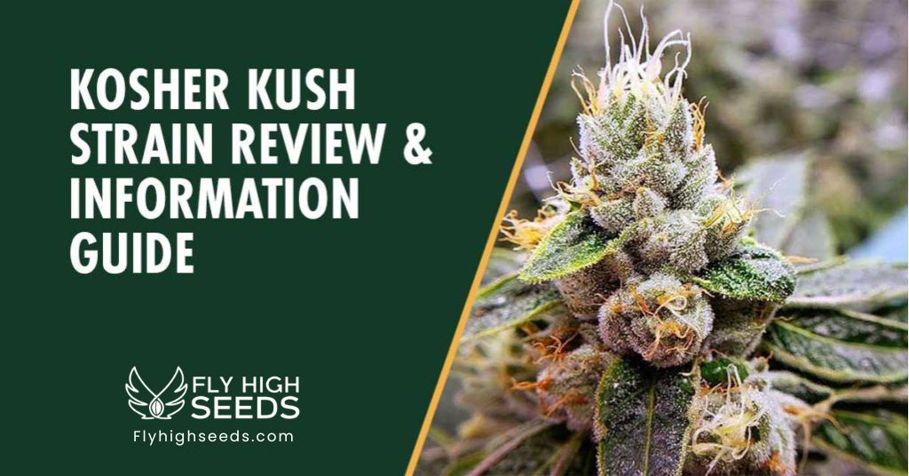 fly high seeds kosher kush