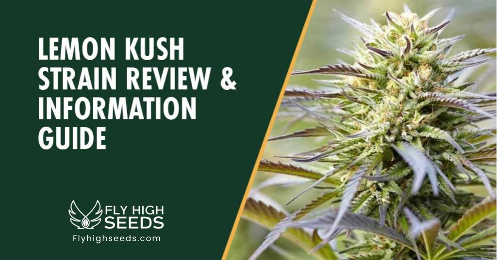 fly high seeds lemon kush