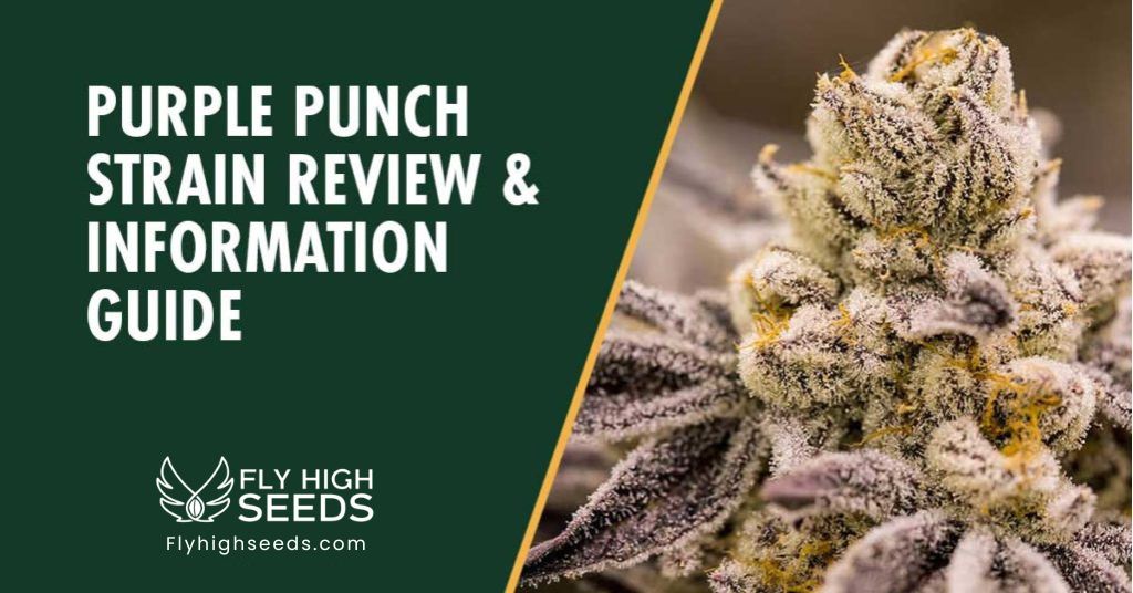 fly high seeds purple punch