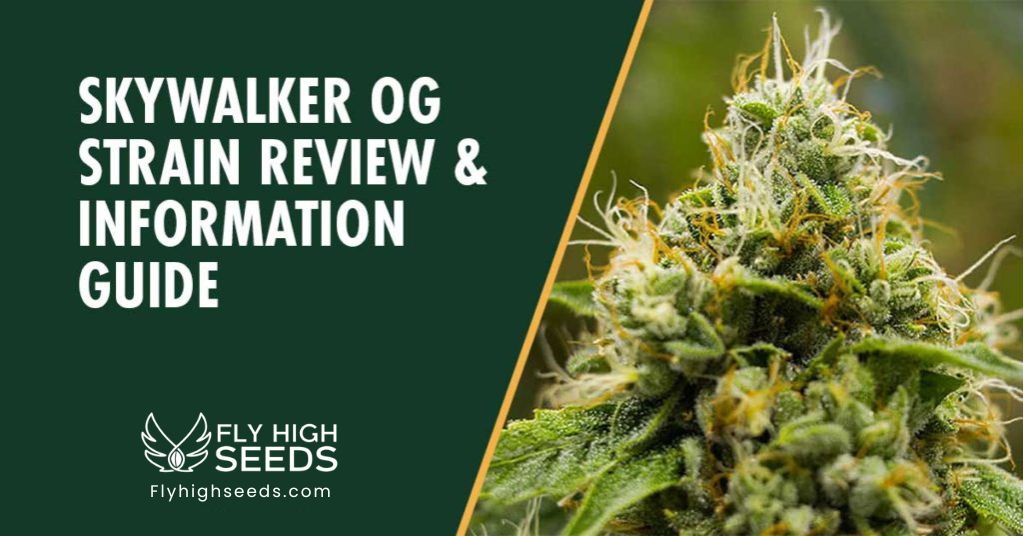 fly high seeds skywalker og