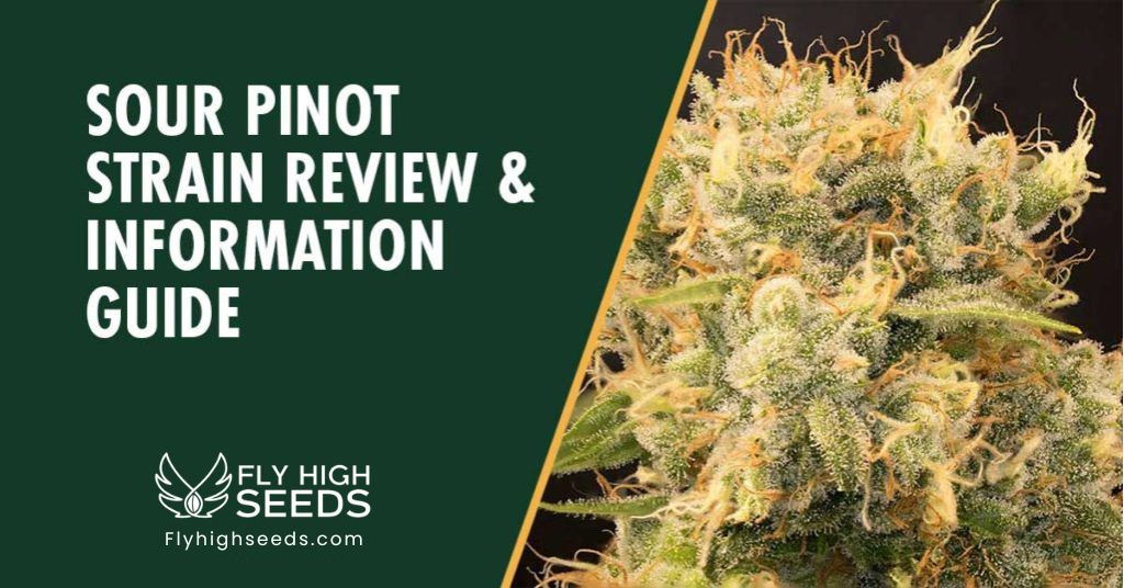 fly high seeds sour pinot