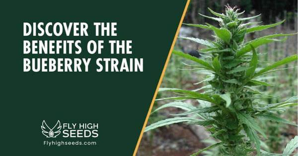Blueberry Strain