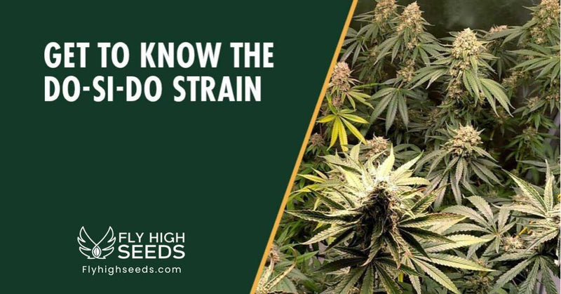 fly high seeds strains dosido