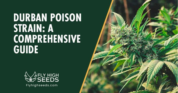 Durban Poison Strain