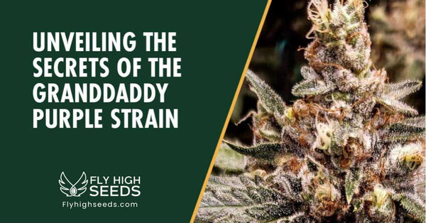 Granddaddy Purple Strain