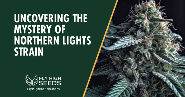 Northern Lights Strain