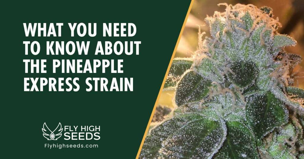 fly high seeds strains pineapple express