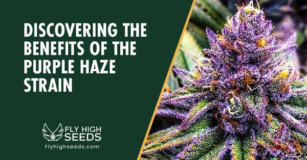 Purple Haze Strain