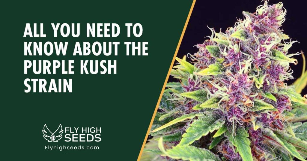 fly high seeds strains purple kush
