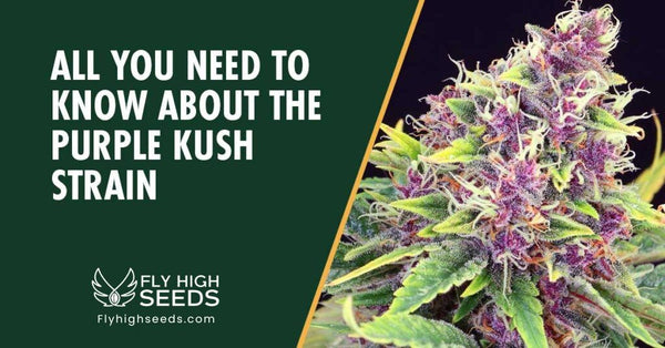 Purple Kush Strain